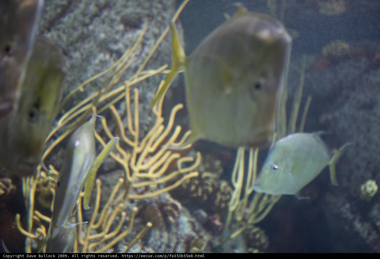 Underwater Community