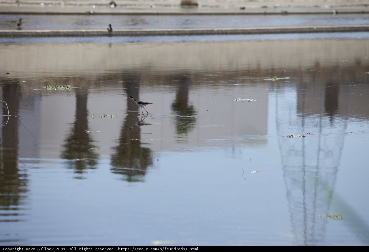 Wading in the Wild