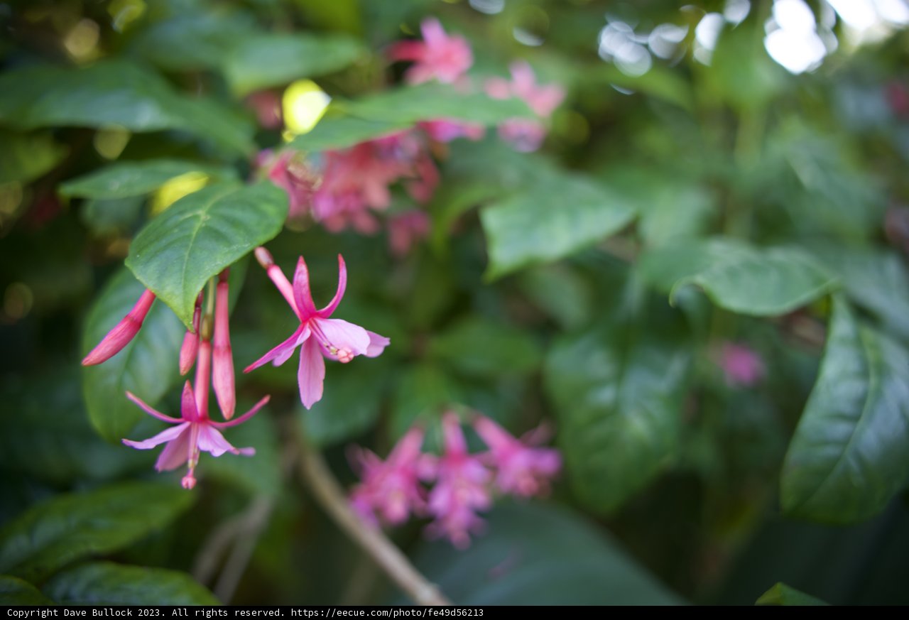 Fuchsia Wonders in the Botanical Garden