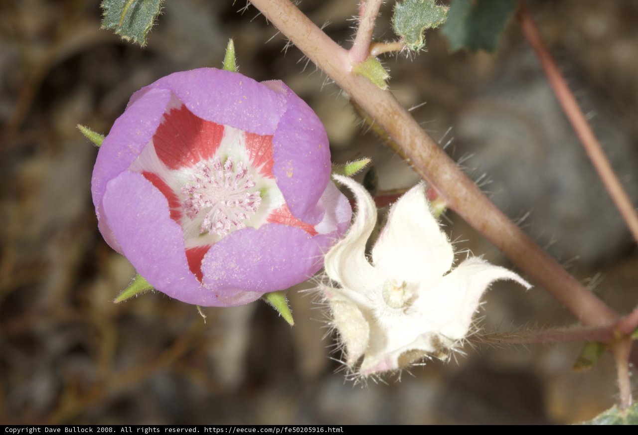 Purple Geranium Blossom