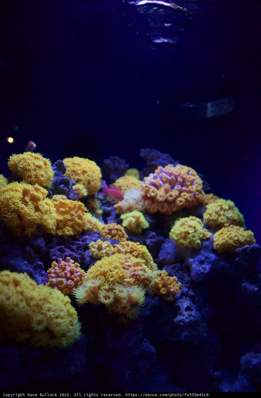 The Aquatic Rainbow: A Coral Garden Underwater
