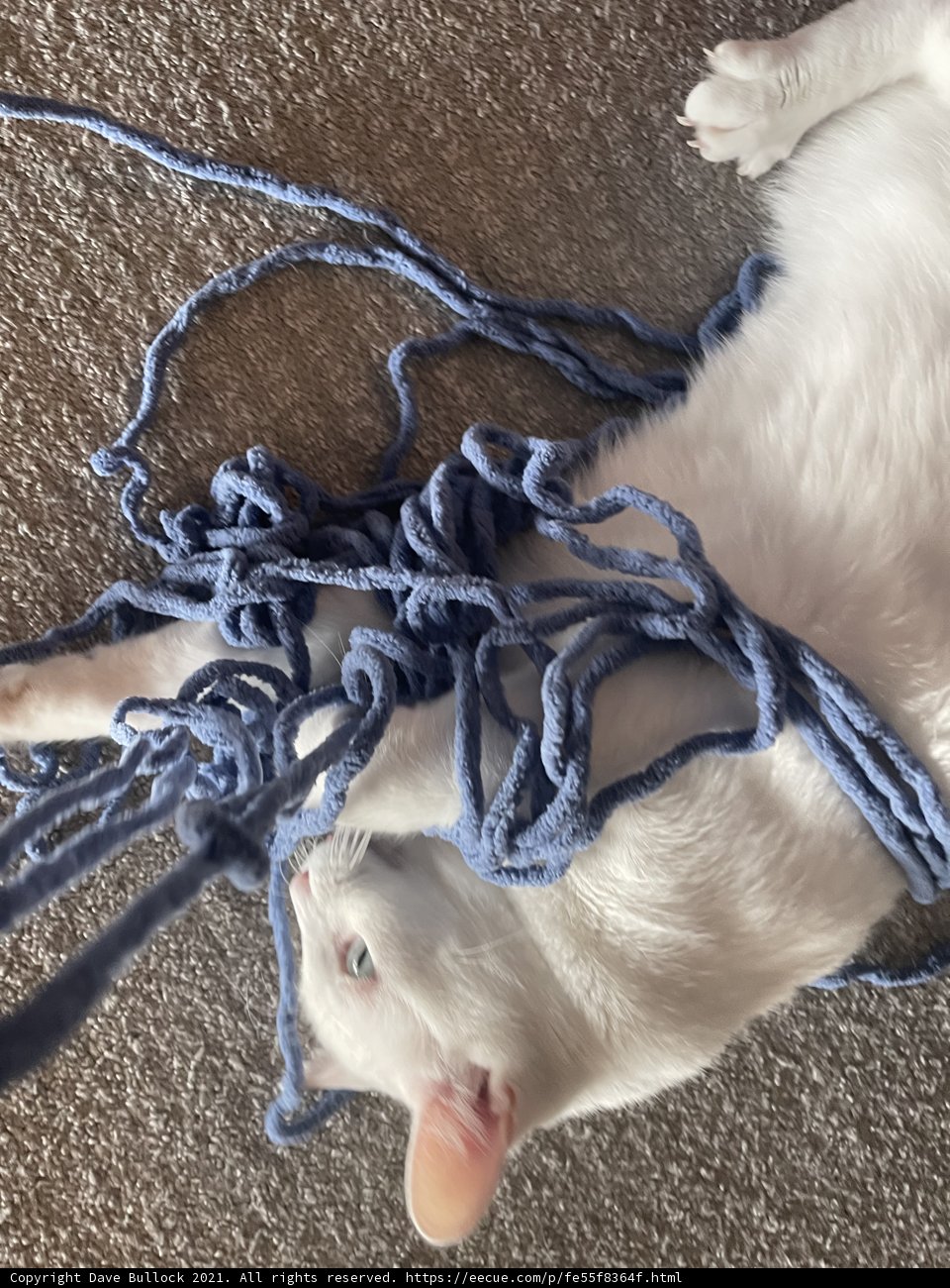 Playful Feline with a Blue Yarn Ball