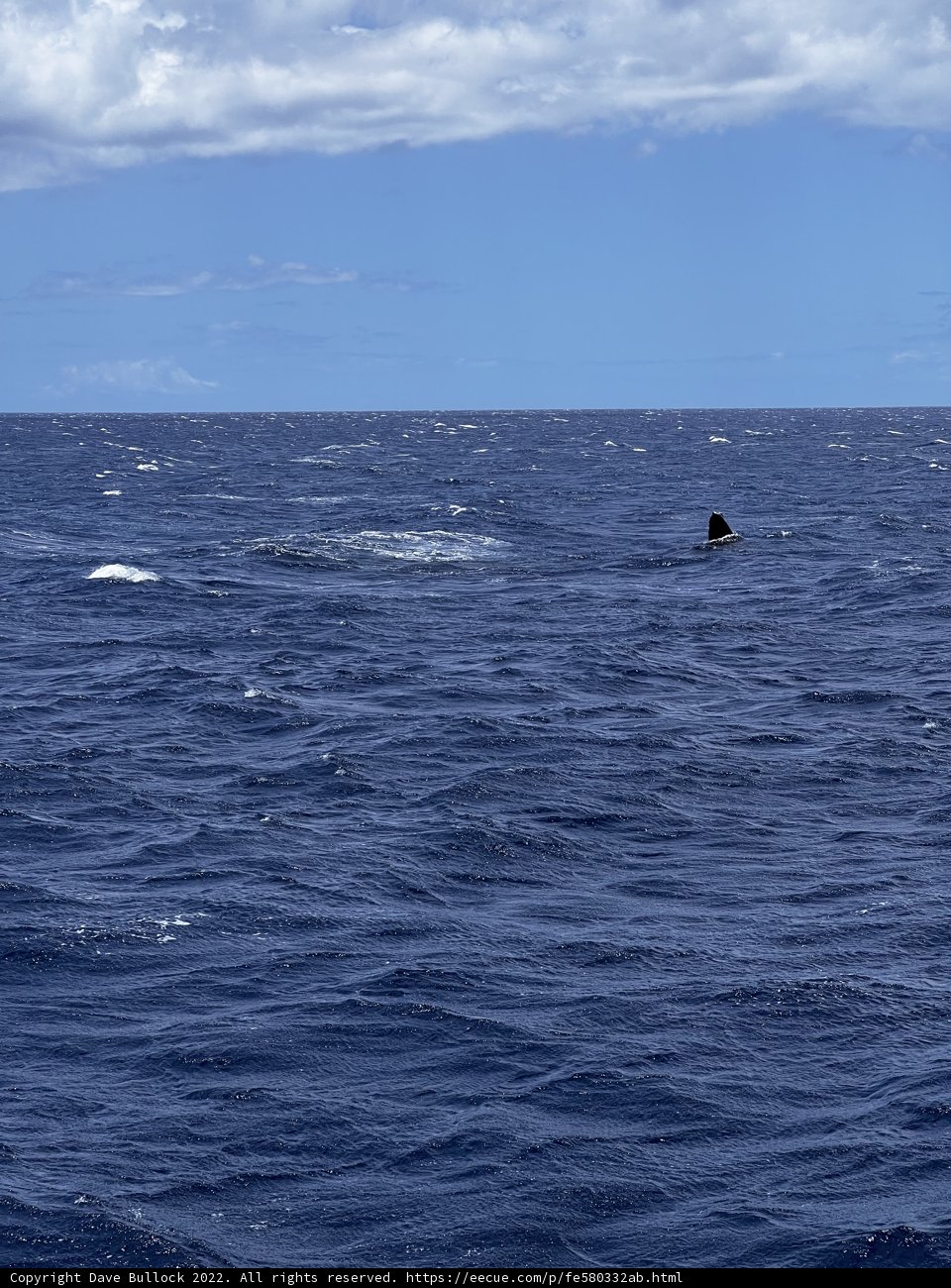 Majestic Whale in the Pacific Ocean