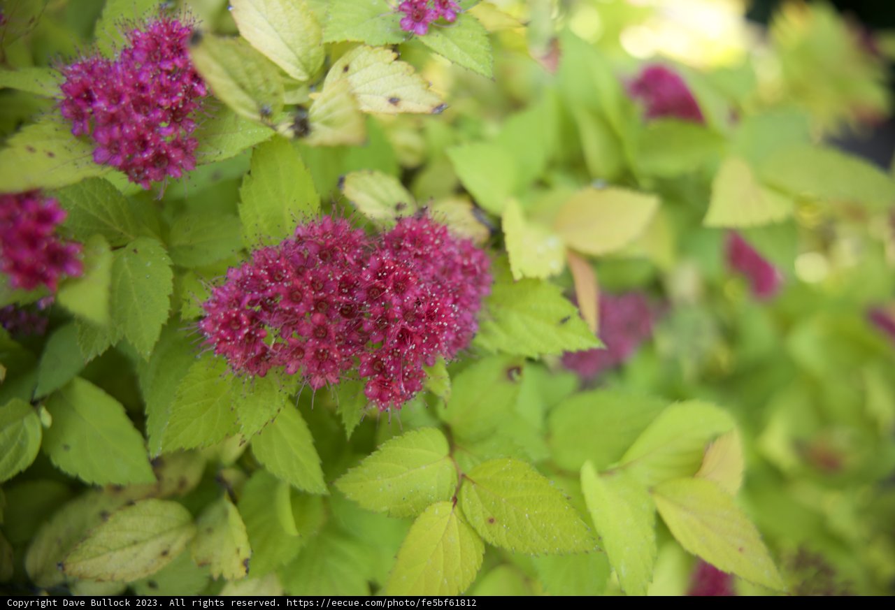 Burst of Pink in San Francisco's Botanical Haven
