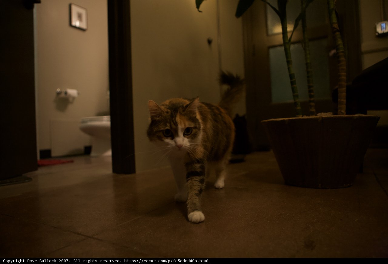 The Nighttime Stroll