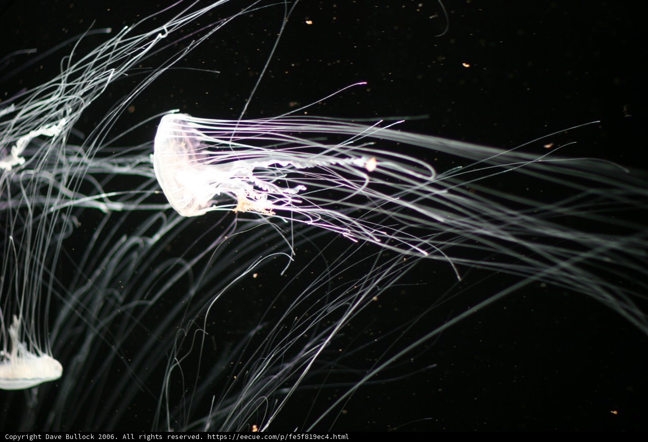 Glowing Jellyfish Underwater