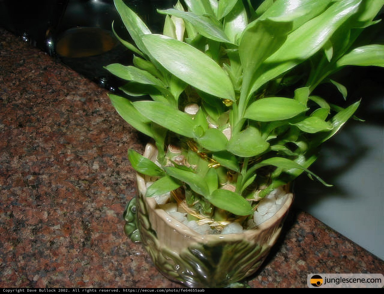 Green Foliage in a Decorative Planter