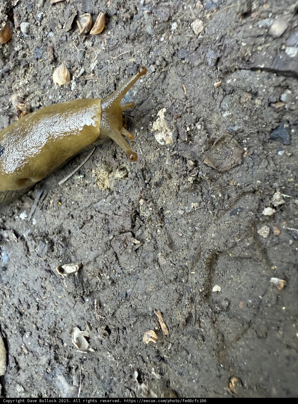 The Trailblazing Slug