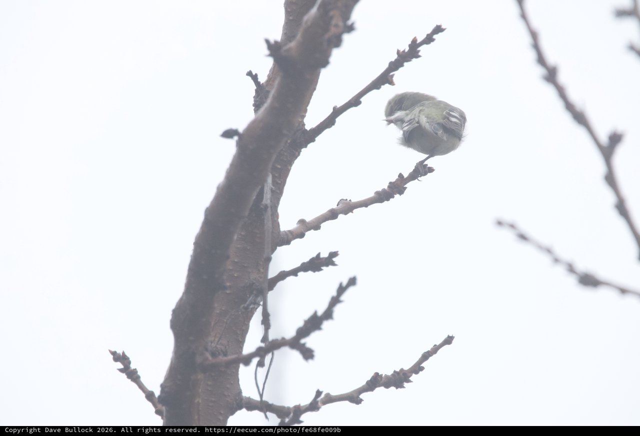 Small Bird Perched on Winter Branch