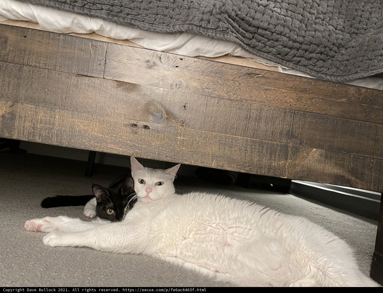 Undercover Snuggles