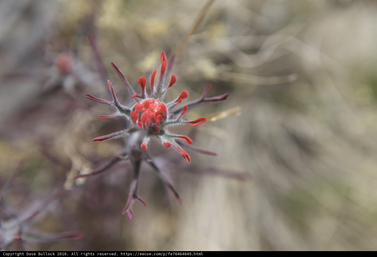 A Vibrant Geranium in the Desert