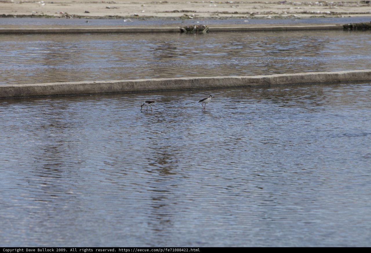 Waterfowl in the Urban Jungle
