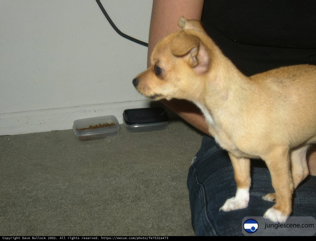 Lap Pup