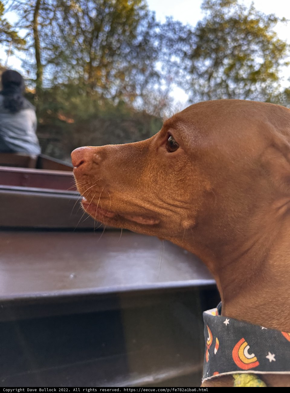 Fierce Vizsla