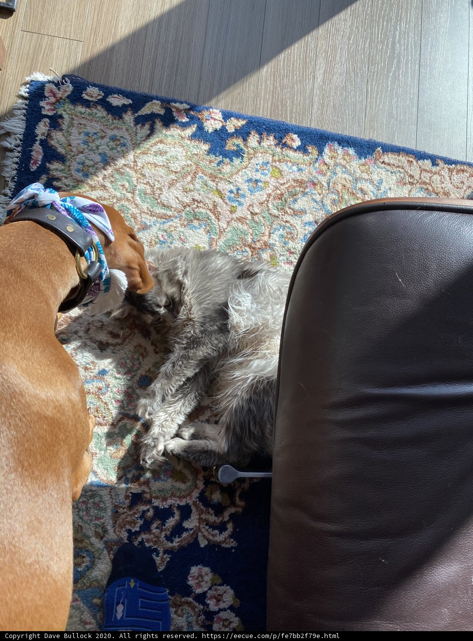 Playful Pets on The Living Room Rug