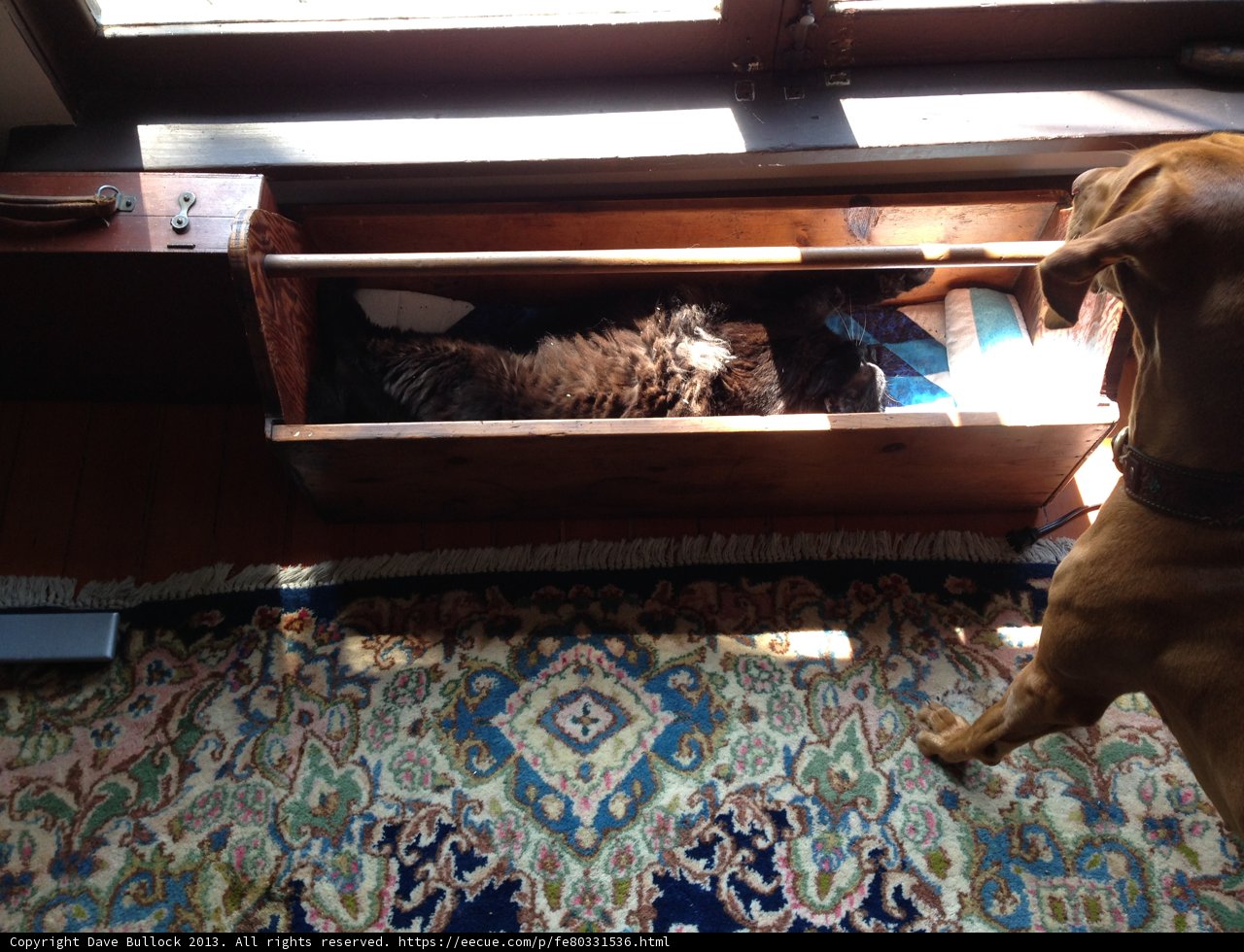Drawer-dwelling Feline