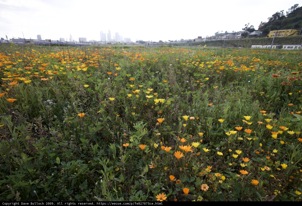 Rural Beauty Against Urban Landscape