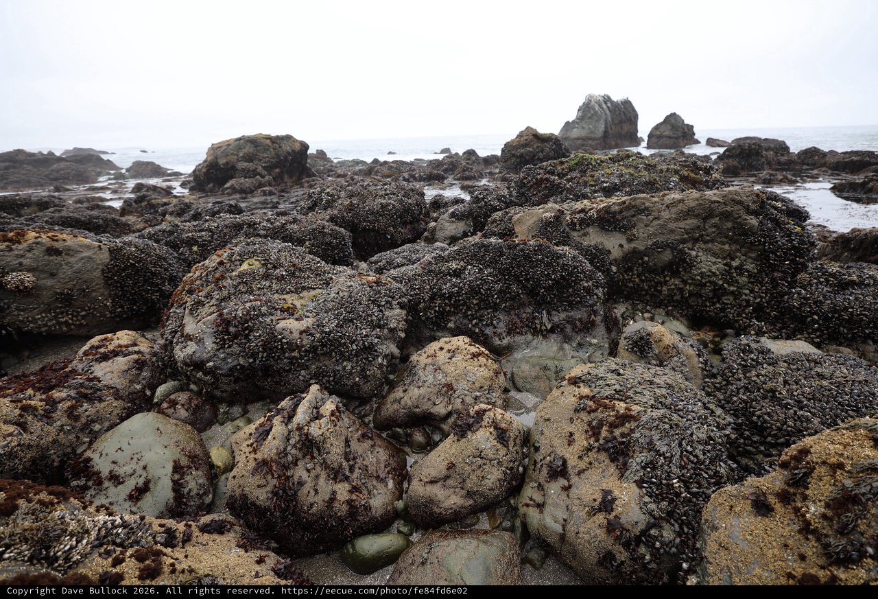 Barnacle-Covered Rocks at Low Tide Intertidal Zone
