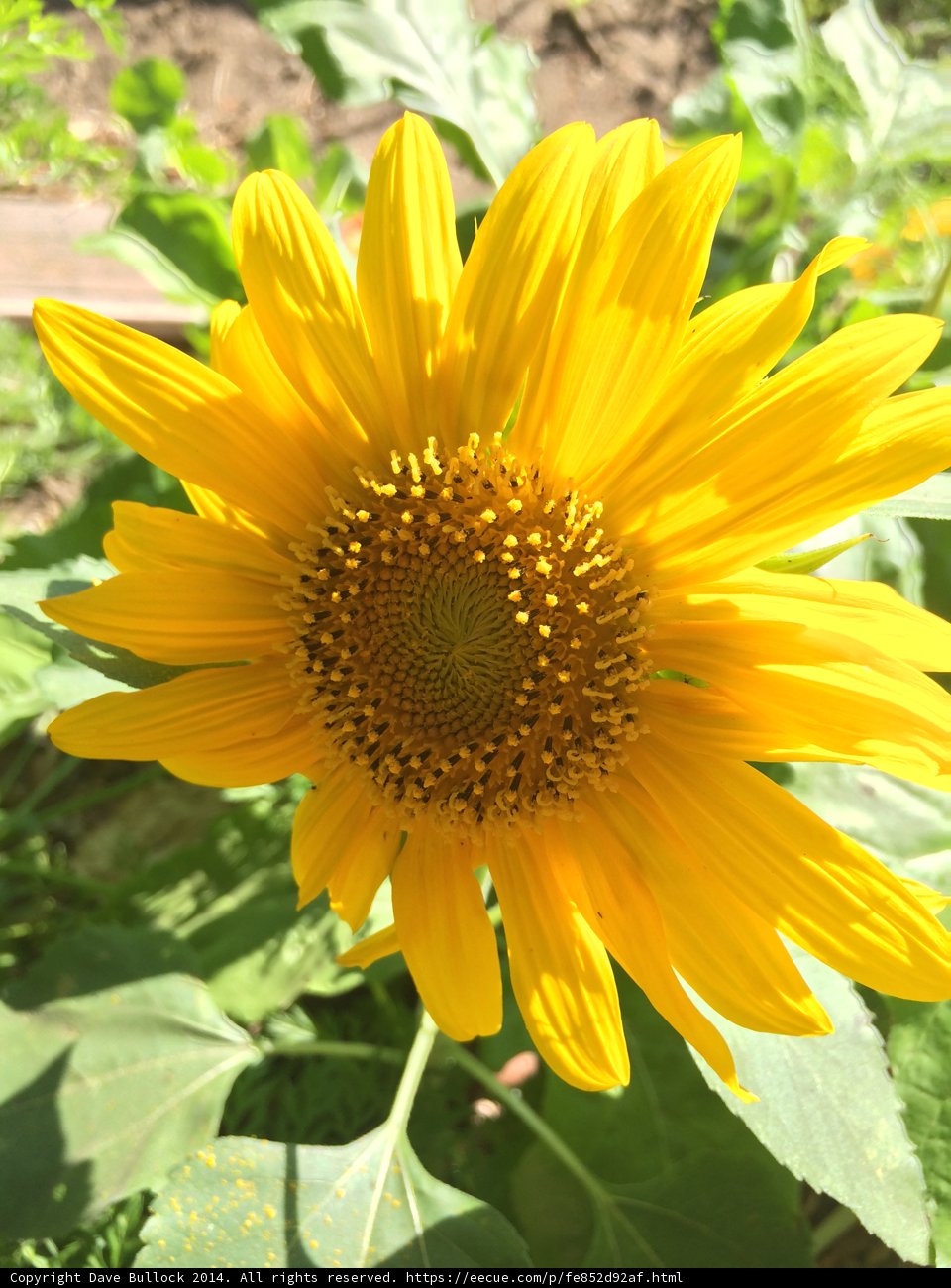 Golden Bloom
