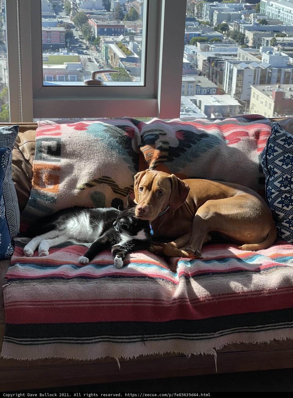 Cozy Companions