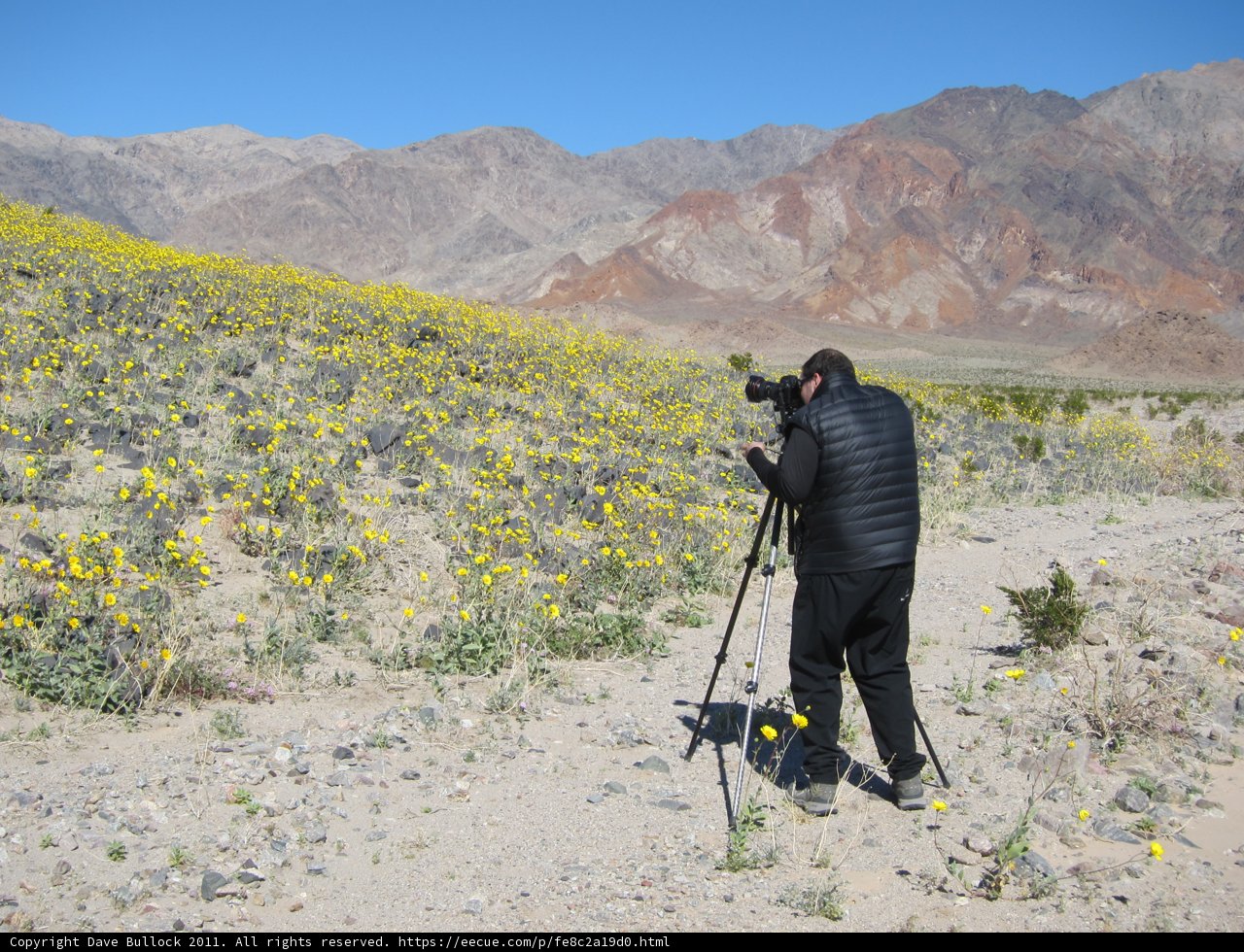 Desert Bloom