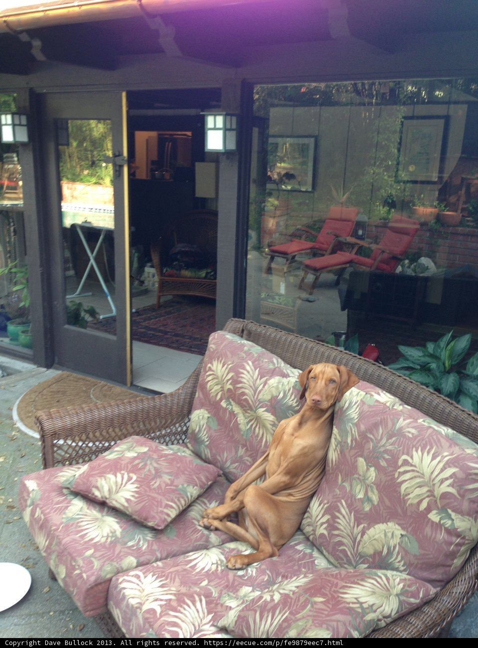 Cozy Canine on the Couch