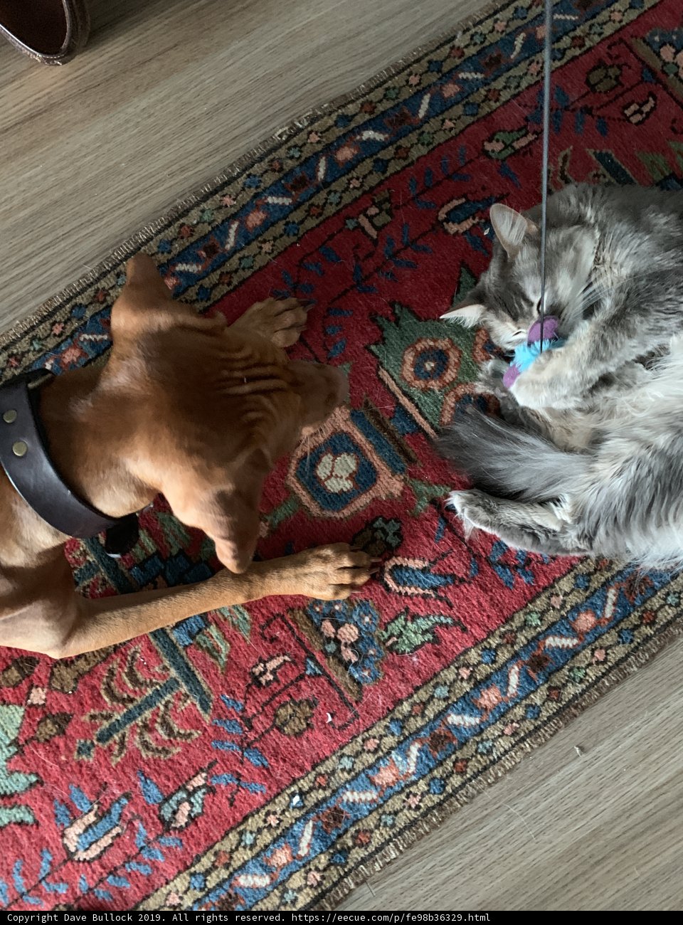 Furry Friends at Play