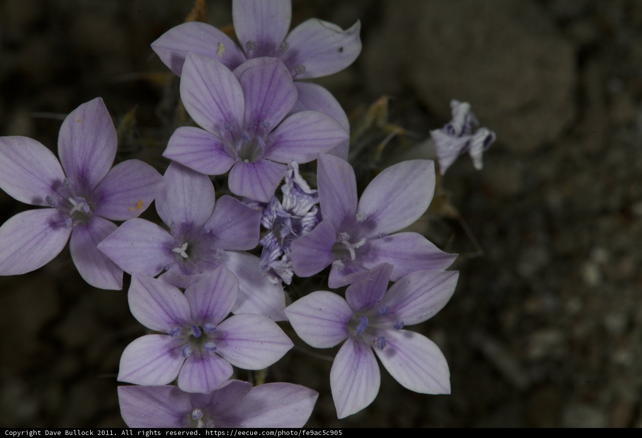 Purple Geranium Blossoms