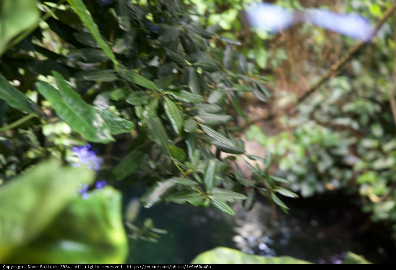 Serenity in the Jungle's Embrace