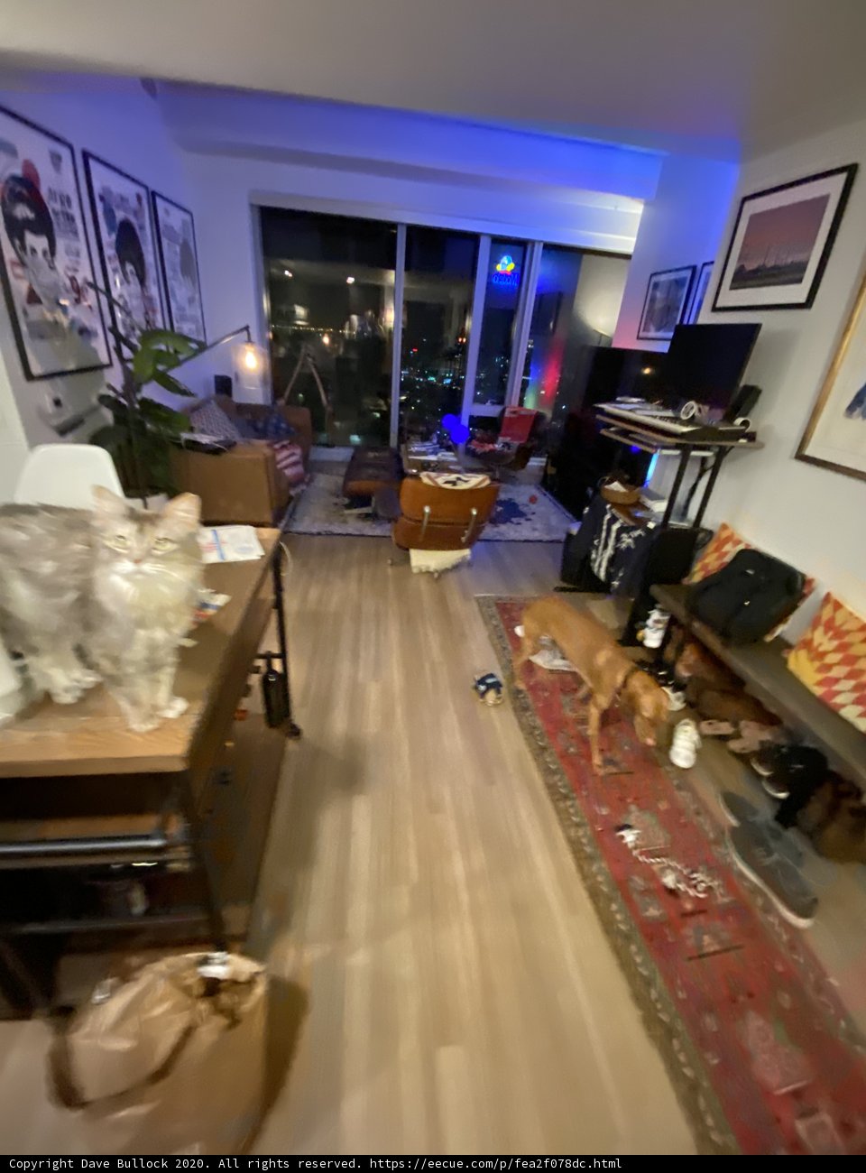 Cozy Living Room with Furry Friend