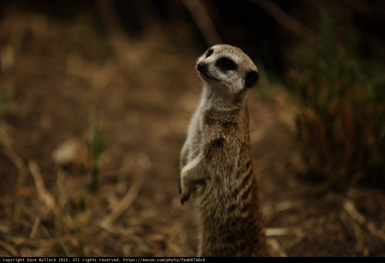 Sentinel of the Savannah