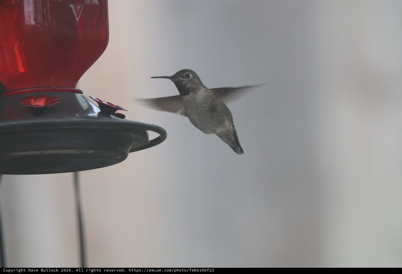 Hummingbird Hovering at Red Nectar Feeder