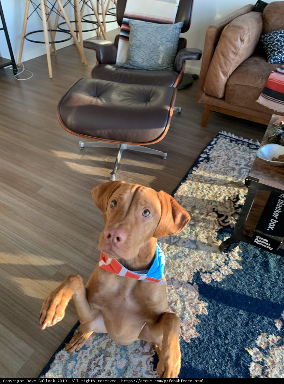 Paws Up in the Living Room