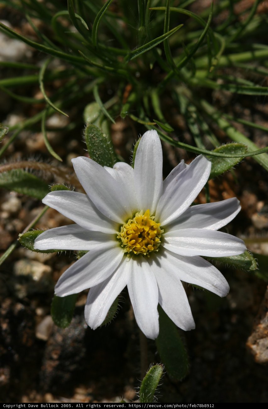 White Daisy in Full Bloom