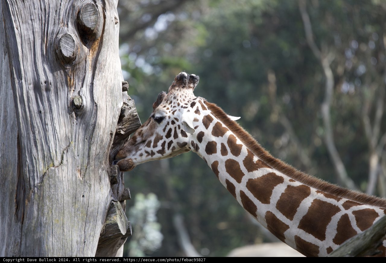 Giraffe Grazing at SF Zoo