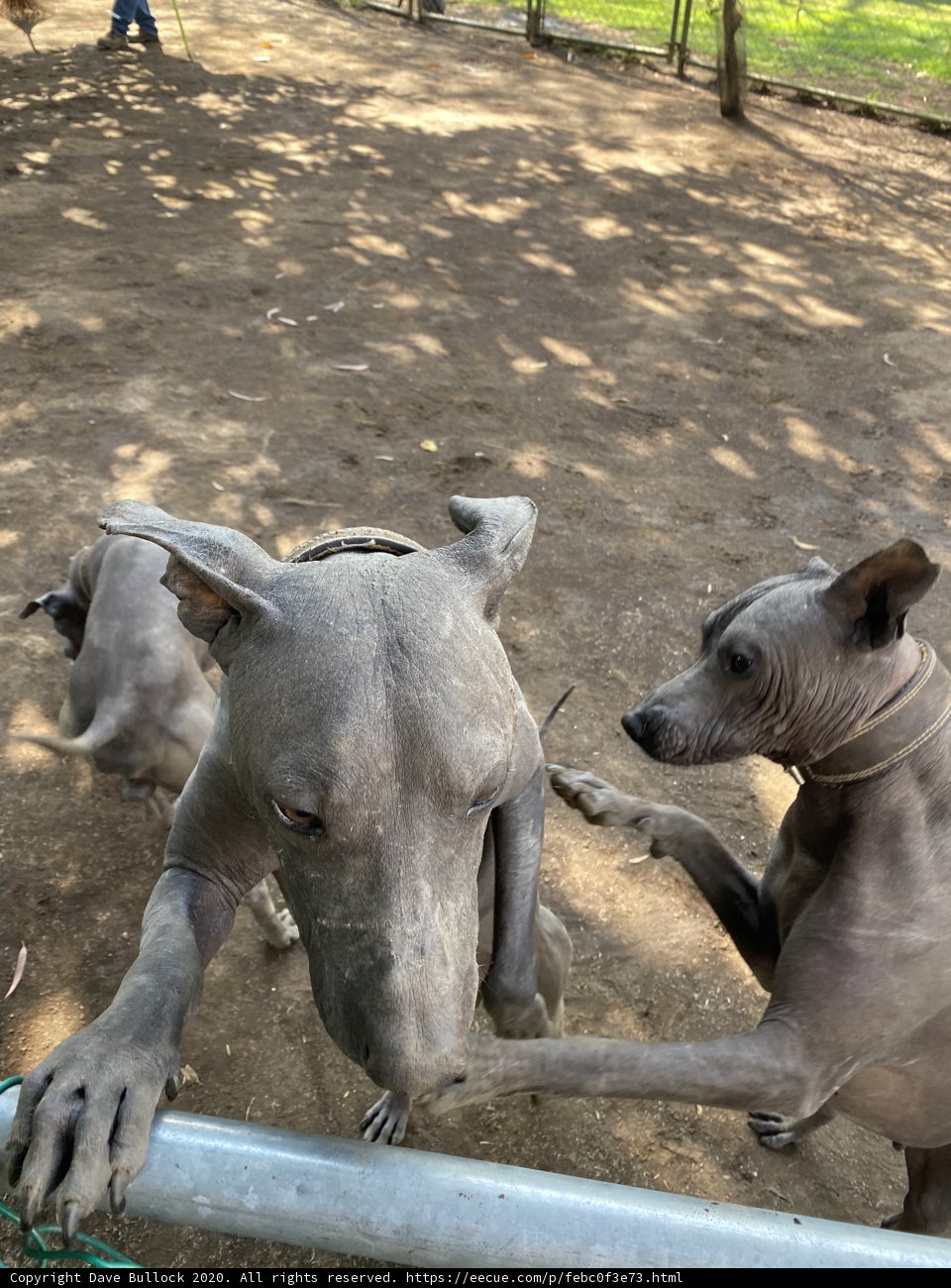 Canine Companions Playing in a Dirt Field