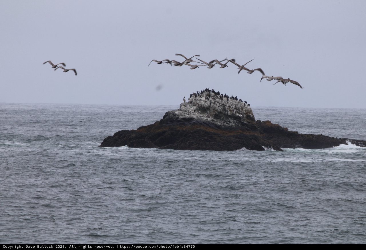 Pelicans Soar Over Seabird Colony Rock