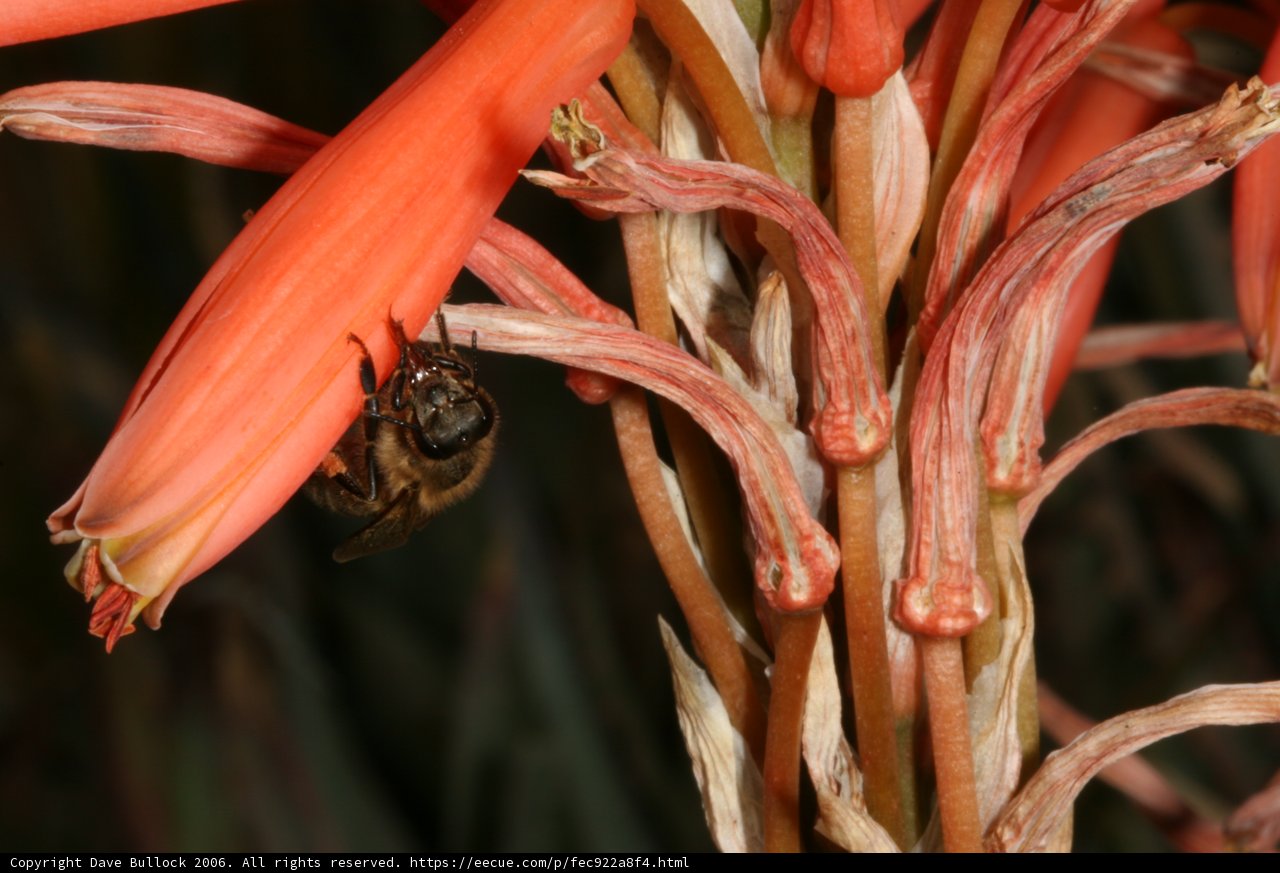 Bee's Delight