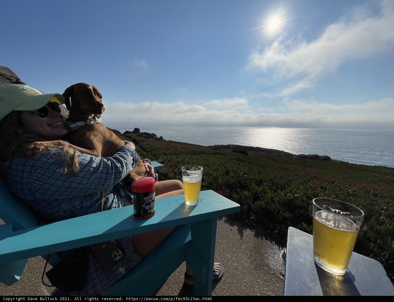 Summer Sips with a Furry Friend