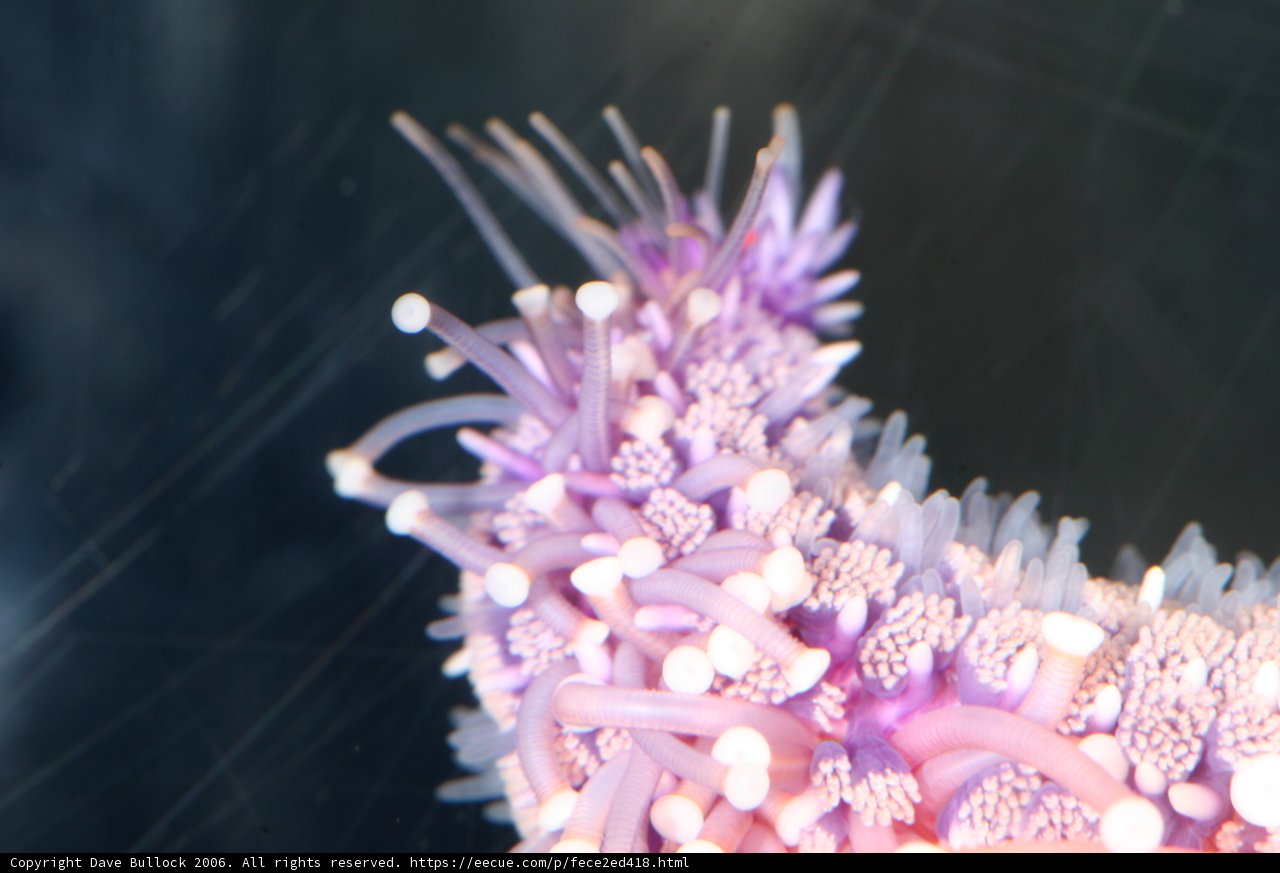 Purple Sea Anemone Blooms with White Flowers
