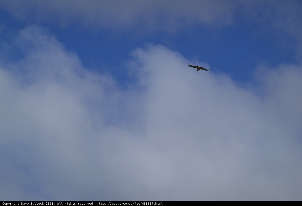 Majestic Bird Soaring through the Sky