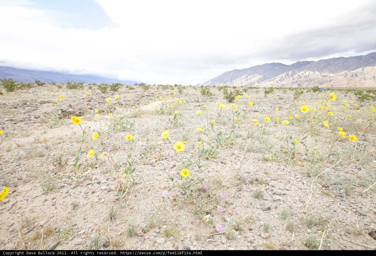 Fields of Gold