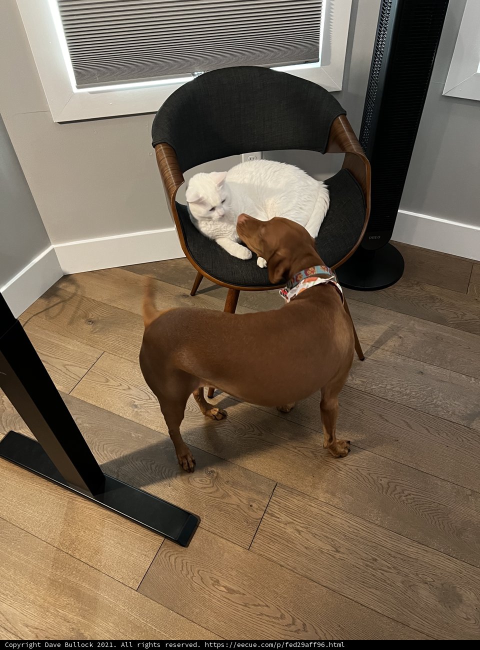 Furry Chairmates