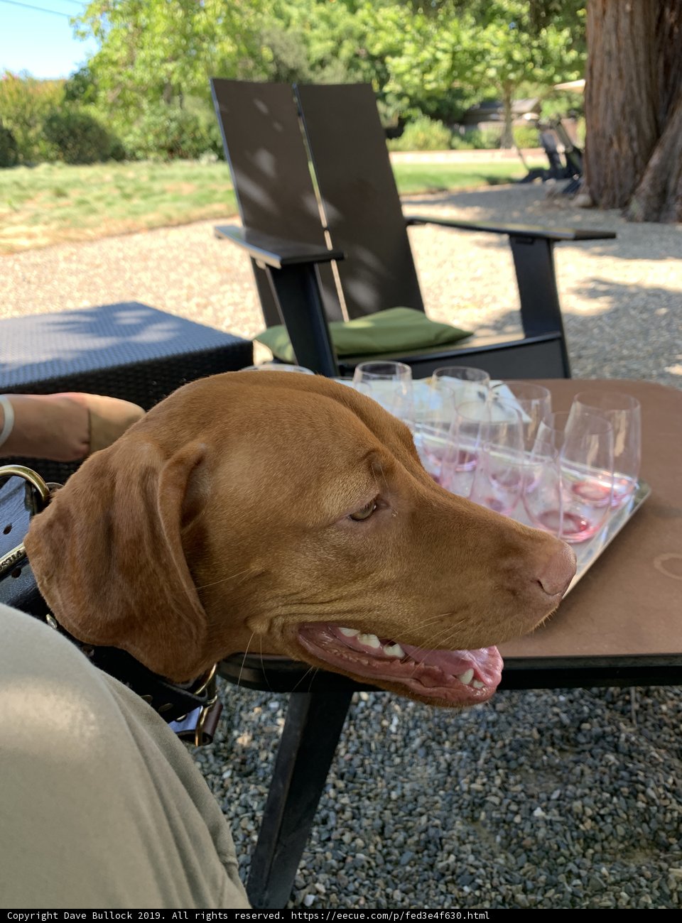 Fine Dining with Fido