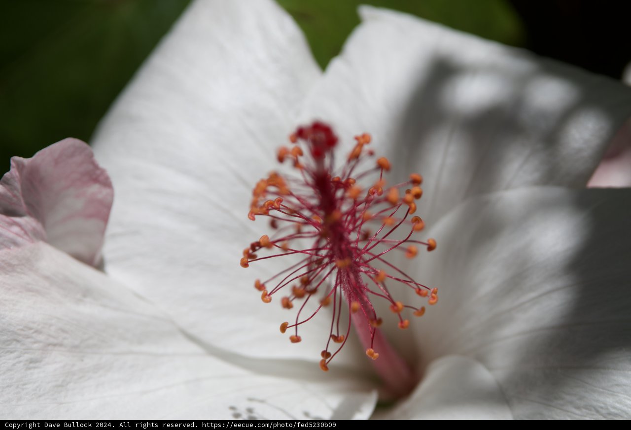 Radiant Whispers: A Hibiscus Moment in Honolulu