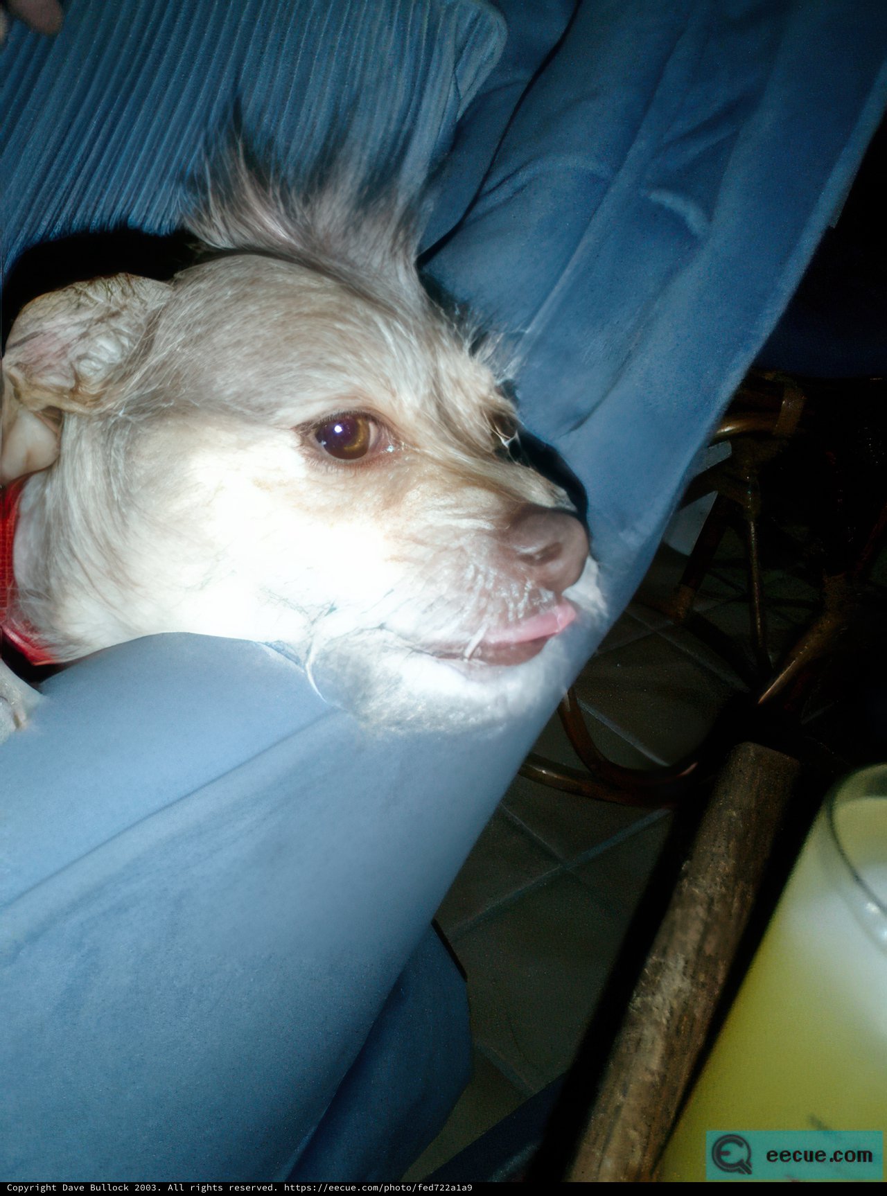 Chair Dog