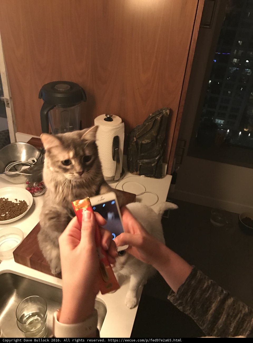 Cat-ertaining Captures