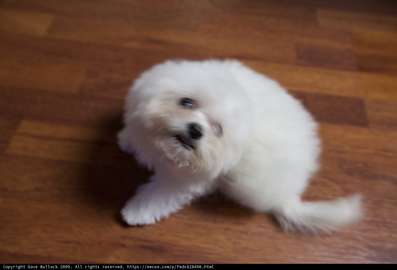 Penny the Bichon Frise on Hardwood Floor