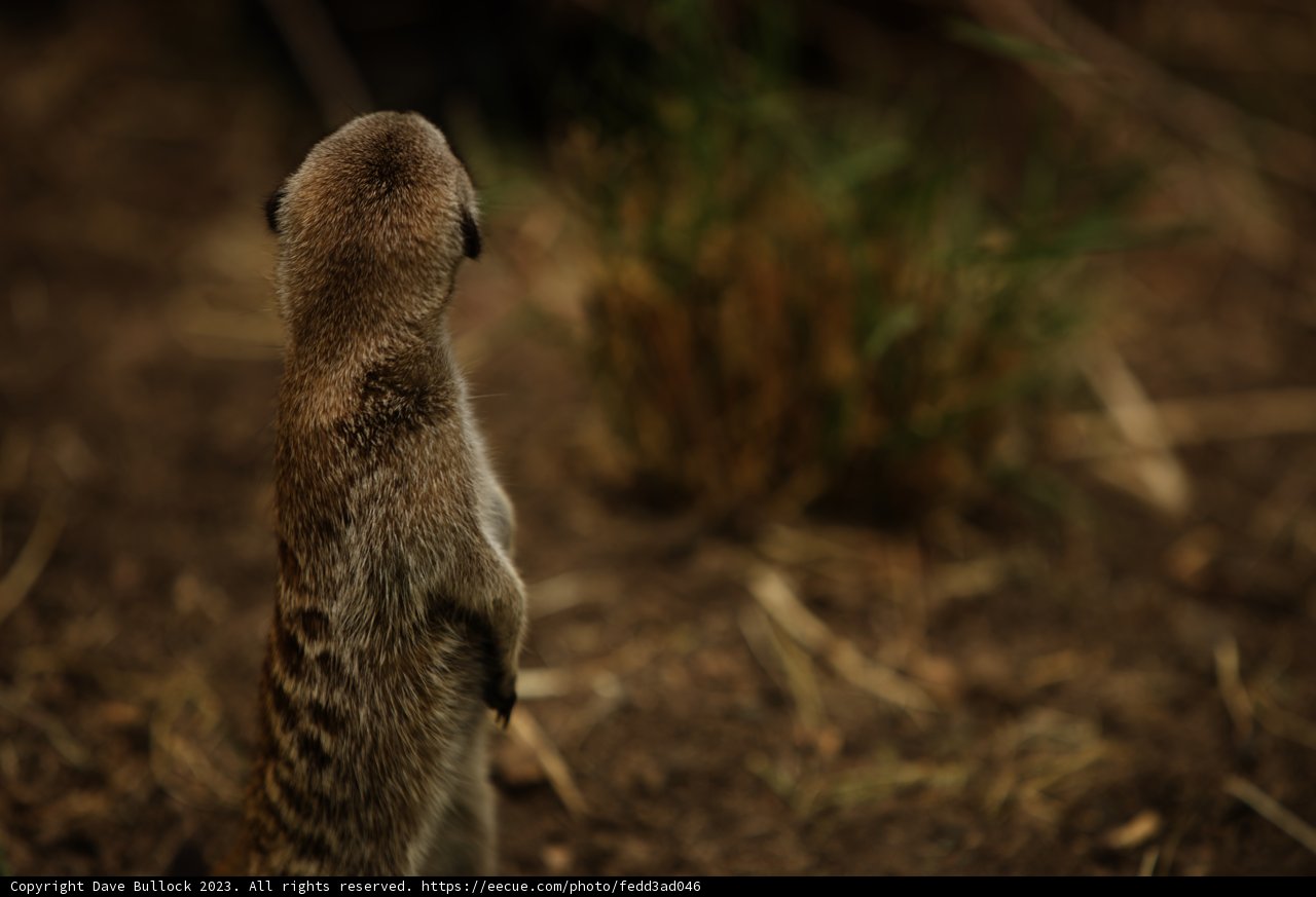 Meerkat Majesty at Oakland Zoo