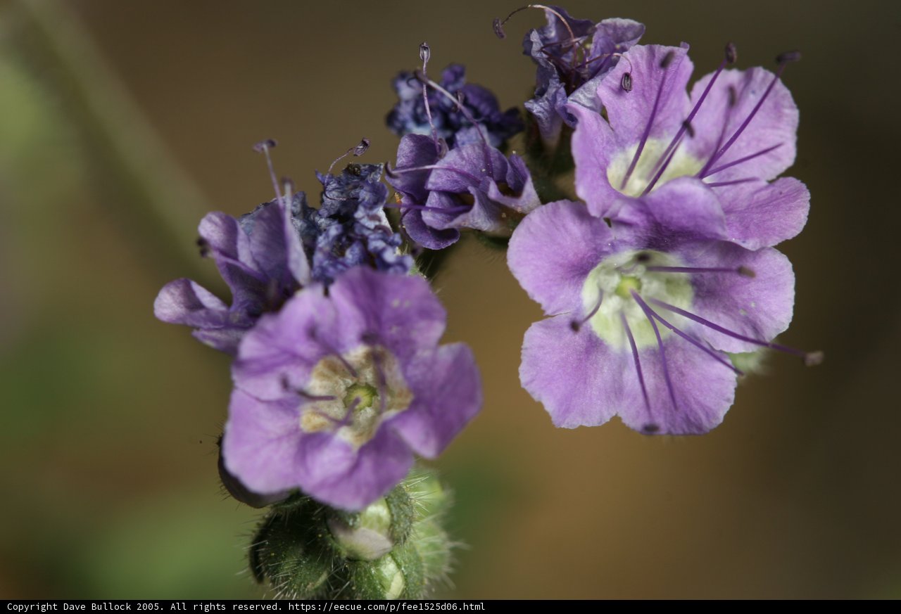 Blooming Geraniums